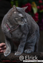 2025CatRenFair14.jpg