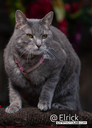 2025CatRenFair9.jpg