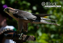 2025FalconRenFaire2.jpg