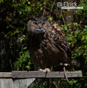 2025OwlRenFaire1.jpg