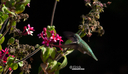 Hummingbird2019California.jpg
