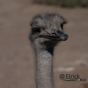 Ostrich2019California1.jpg