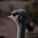 Ostrich2019California4.jpg