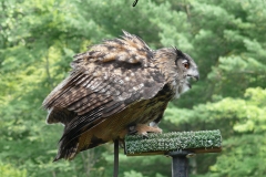 Owl at  New York Ren Faire